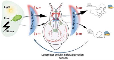 Serotonin as a volume transmission signal in the “simple nervous system” of mollusks: From axonal guidance to behavioral orchestration